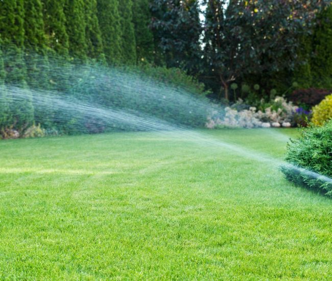 Irrigation of the green grass with sprinkler system.